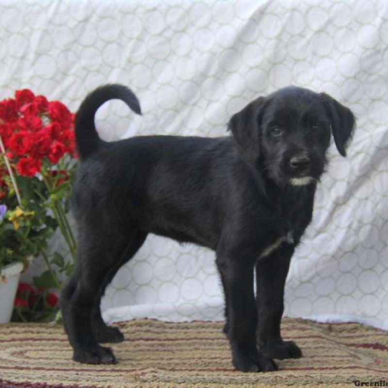 Soft-Coated Wheaten Terrier Mix Puppies For Sale | Greenfield Puppies