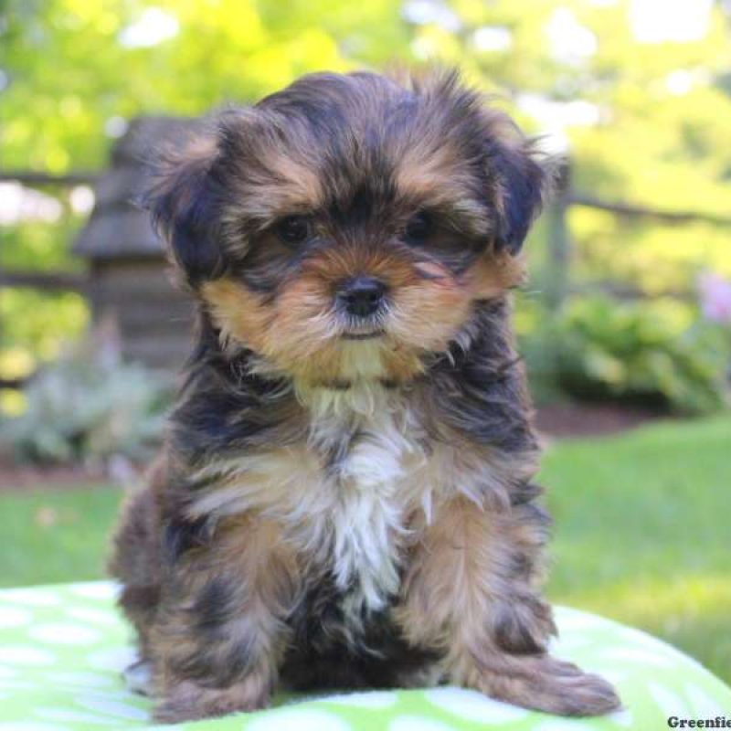 Shorkie Puppies For Sale | Greenfield Puppies