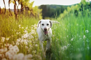 Happy Dog