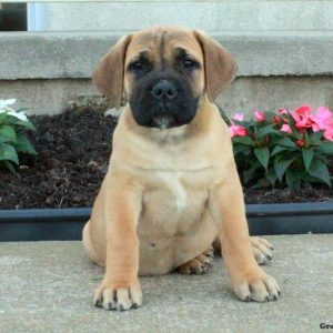 African Boerboel