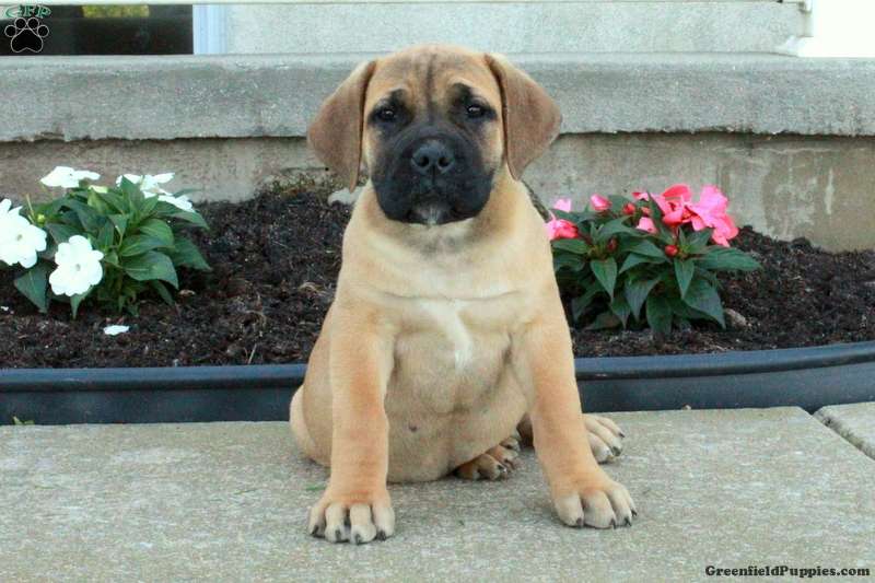 African bullmastiff fashion puppies for