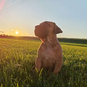 African Boerboel