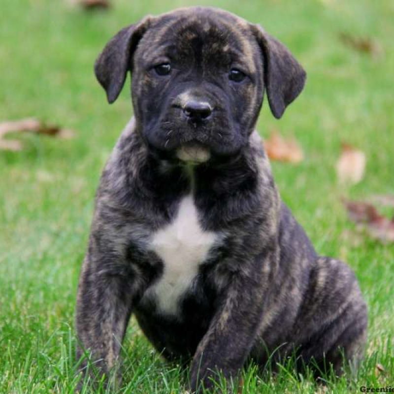 African Boerboel Mix Puppies for Sale | Greenfield Puppies