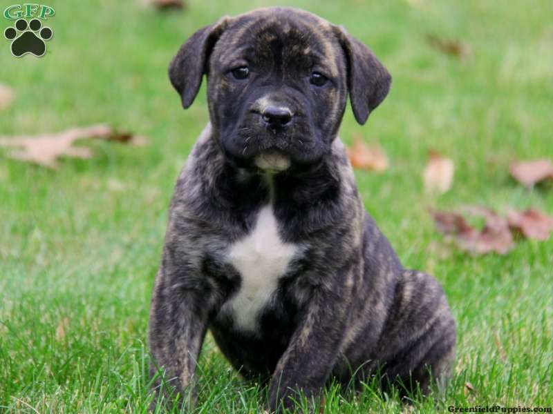 African Boerboel Mix Puppies for Sale
