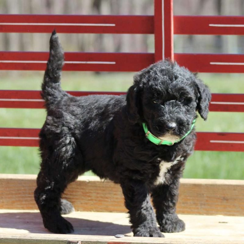 Airedoodle Puppies for Sale Greenfield Puppies