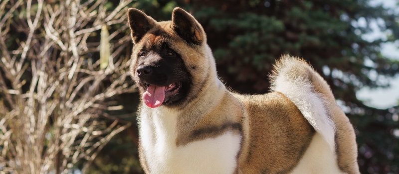 Akita Puppies for Sale - Greenfield Puppies