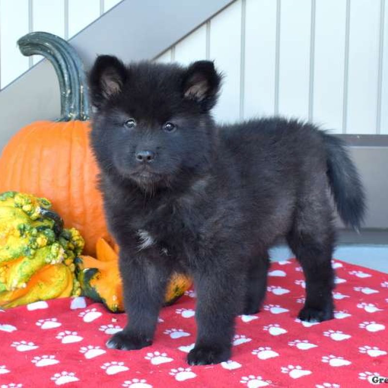 Akita Mix Puppies For Sale | Greenfield Puppies