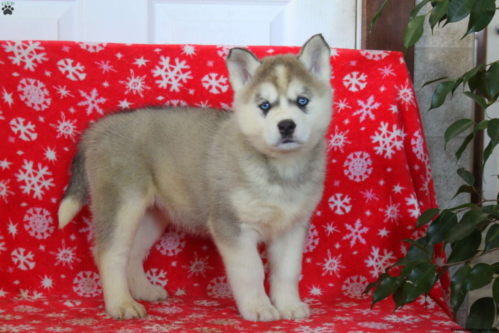 Breed Siberian Husky Mixed With Akita Sale Akita Mixed Breeds