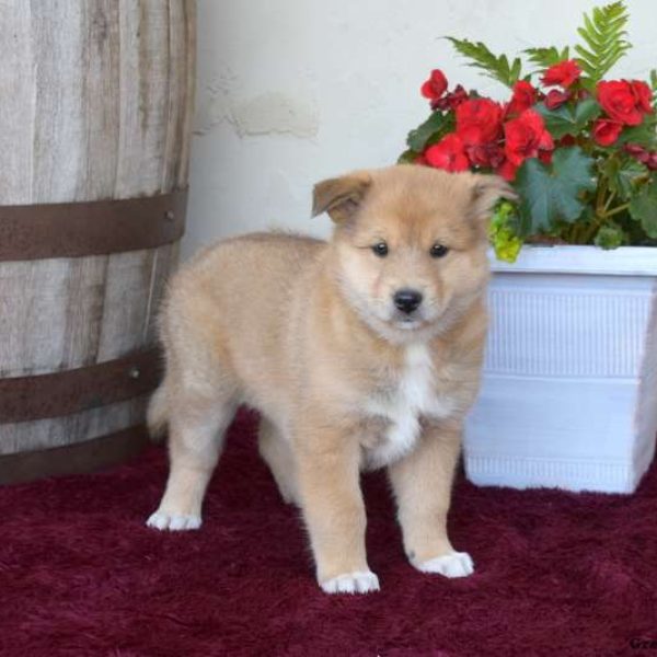 Akita Mix