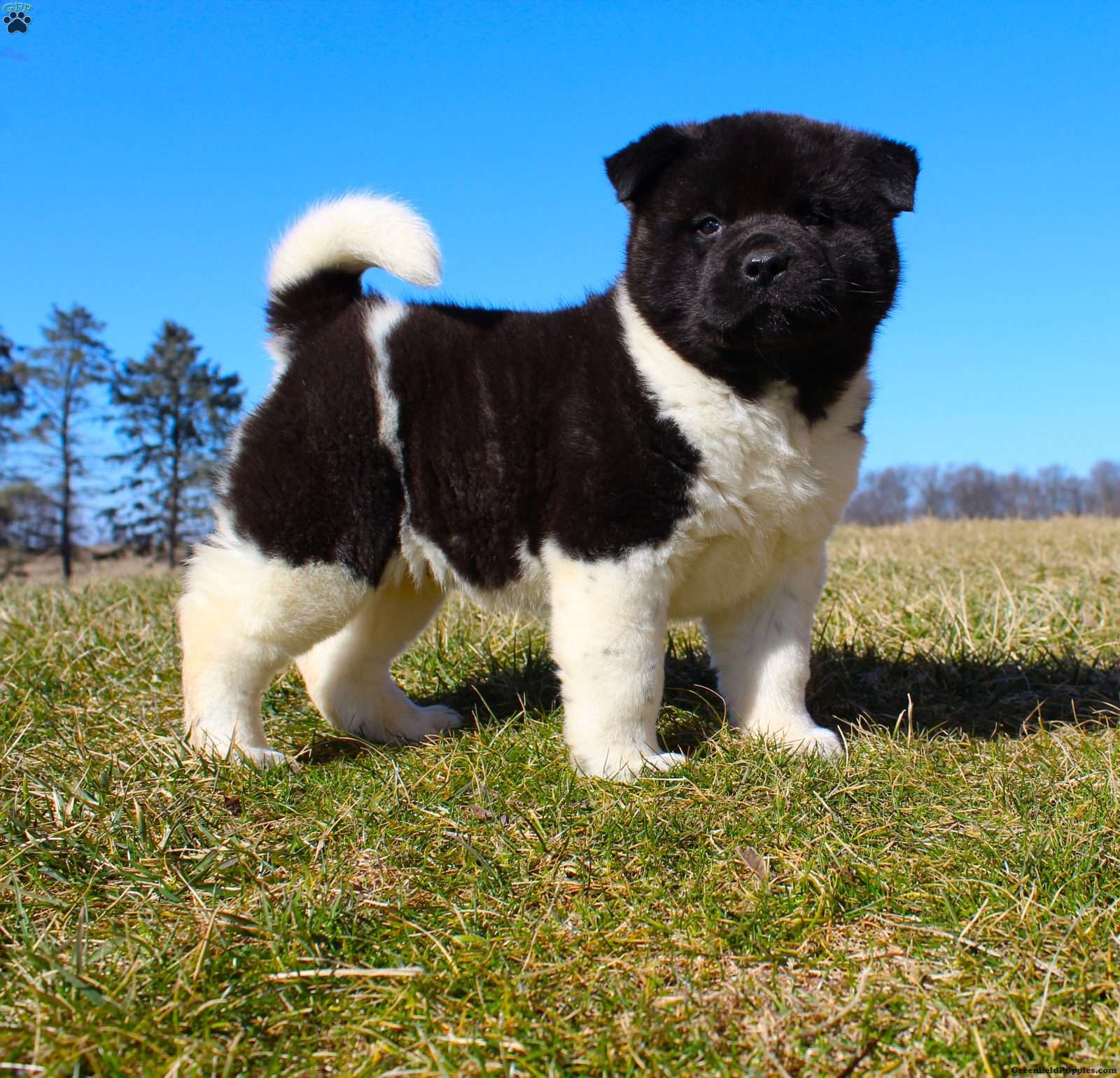 Akita dogs for adoption near shops me