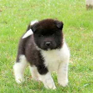 Akita