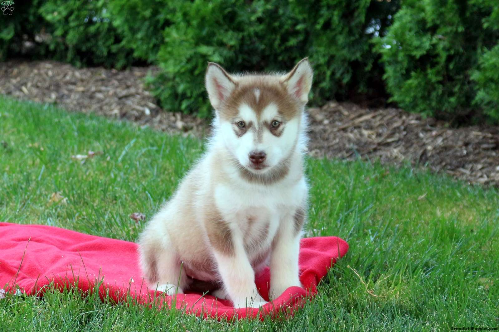 Alaskan Klee Kai-DOG-Male-Black / White-3275747-My Next Puppy