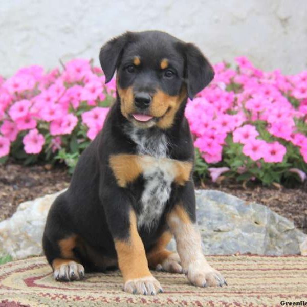 Rottweiler Puppies For Sale | Greenfield Puppies