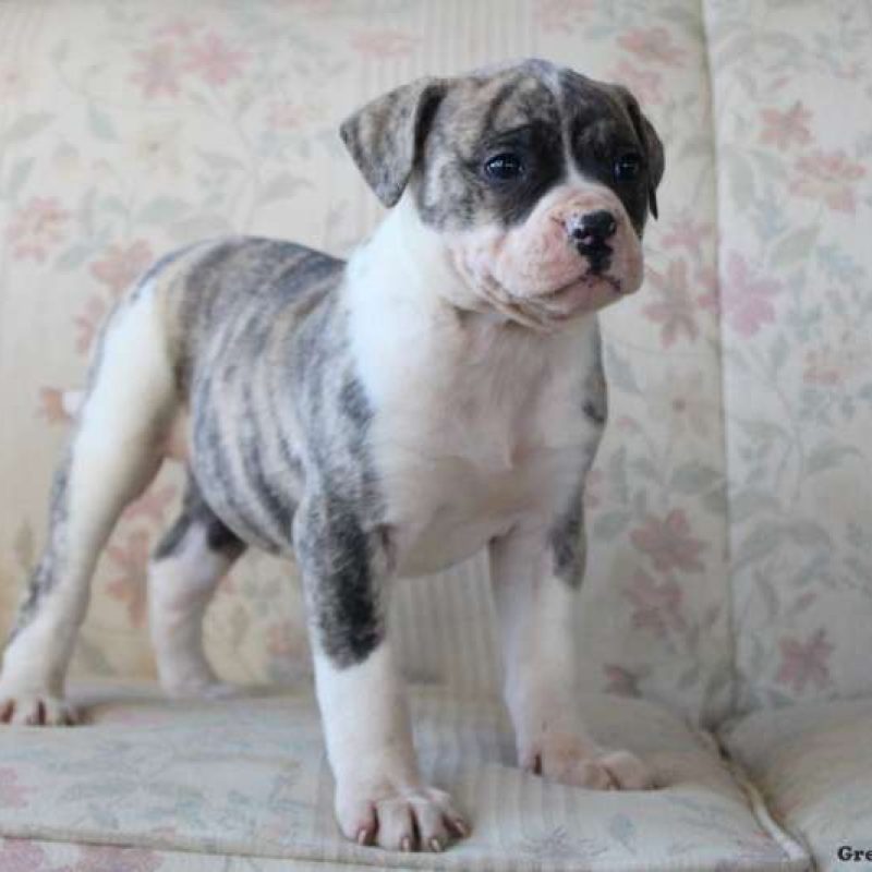 American Bulldog Puppies For Sale Greenfield Puppies   American Bulldog 1 800x800 