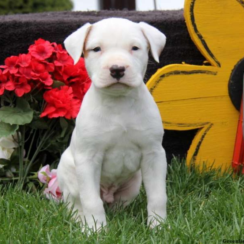 American Bulldog Puppies For Sale | Greenfield Puppies