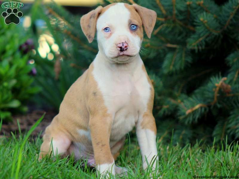 American Bulldog Mix Puppies for Sale