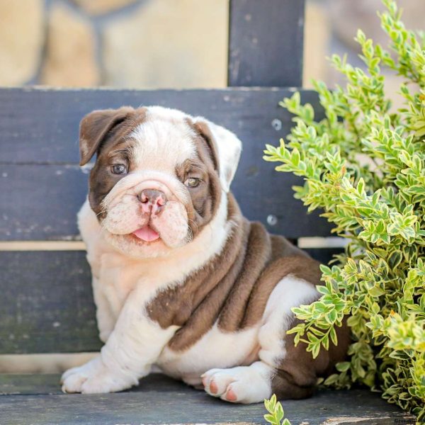 American Bulldog