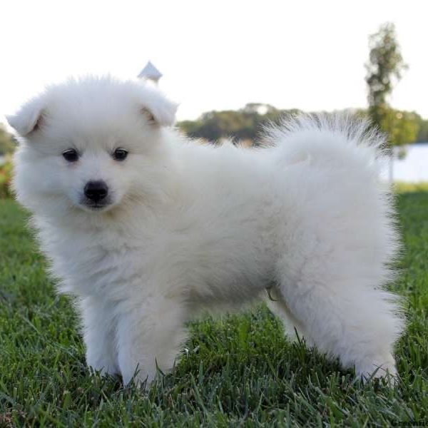 American Eskimo Puppy