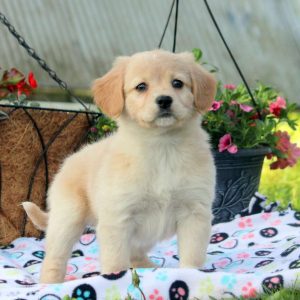 American Eskimo Mix