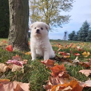 American Eskimo