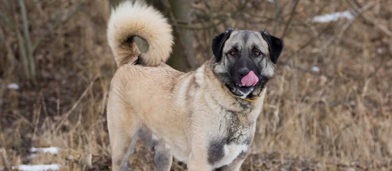 Anatolian Shepherd Puppies for Sale | Greenfield Puppies
