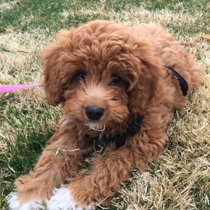 Arie King Goldendoodle