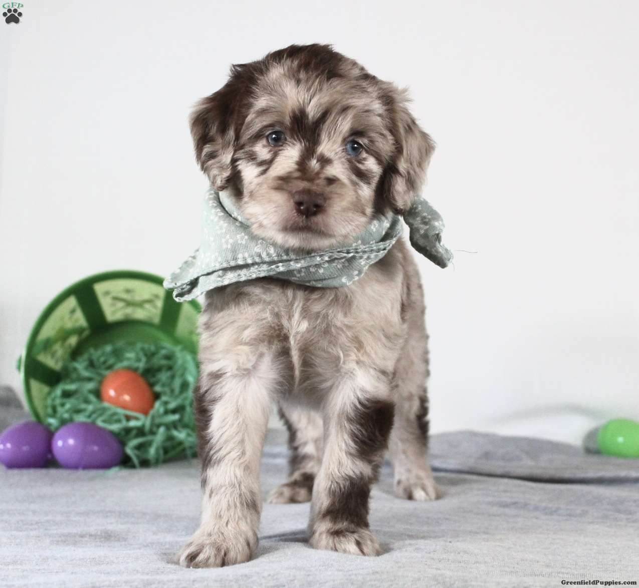 Australian sheepdog and poodle shops mix