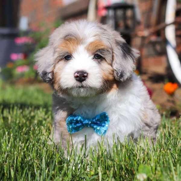 Aussiedoodle Puppies For