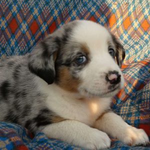 Australian Shepherd Mix