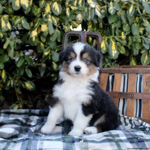 Australian Shepherd