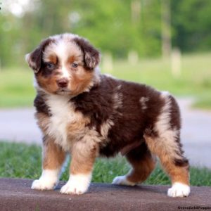 Australian Shepherd