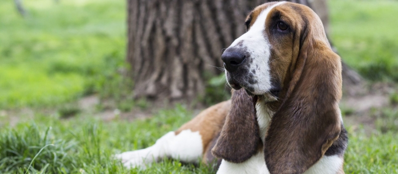 Basset Hound Puppies For Sale - Greenfield Puppies