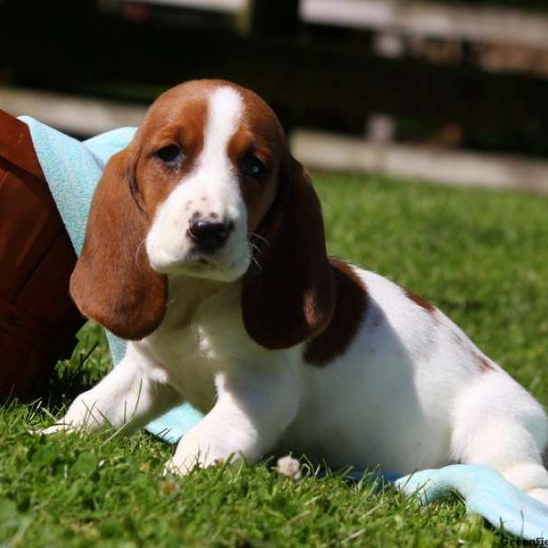 Basset Hound Puppy