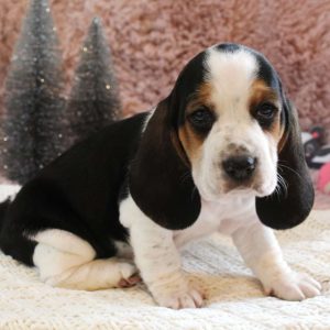 Basset Hound Mix Puppies For Sale | Greenfield Puppies