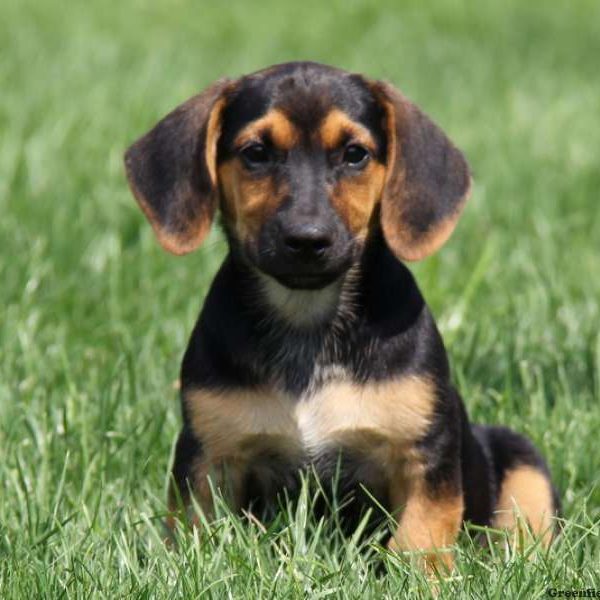 Basset Hound Puppies For Sale | Greenfield