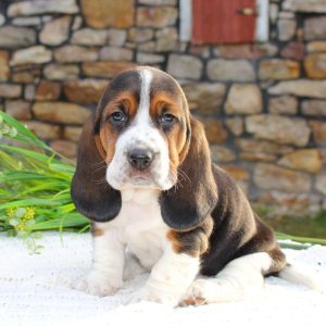 Basset Hound Mix