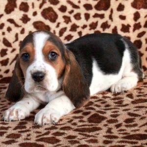 Basset Hound