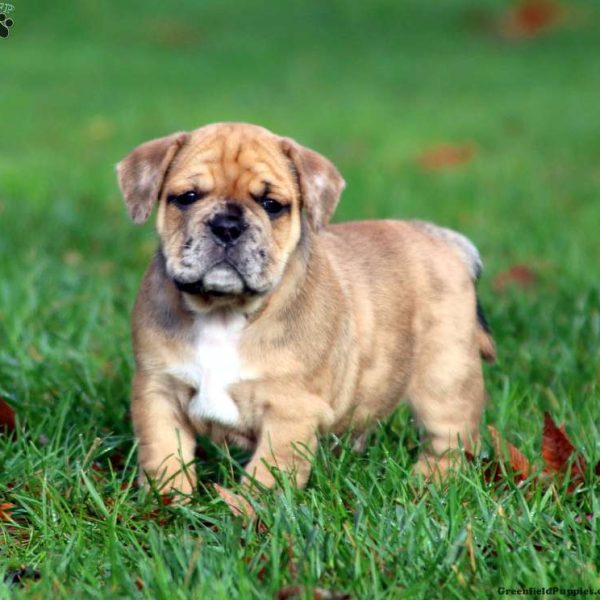 piedestal Svaghed Udtale Beabull Puppies For Sale | Greenfield Puppies
