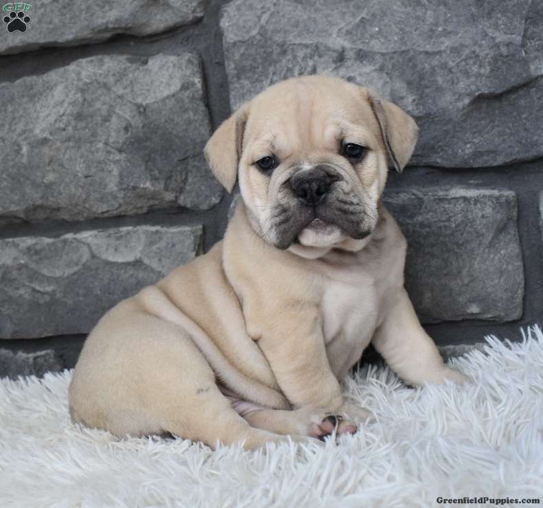 English Bulldog Beagle Mix