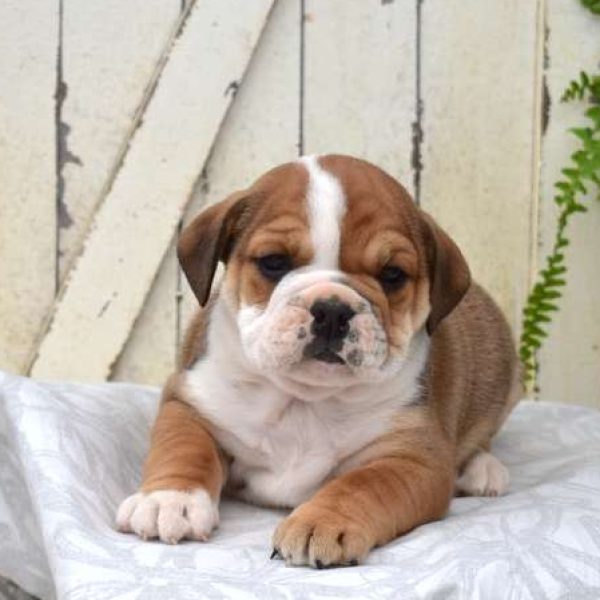 Beabull