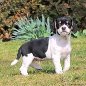 Beagle Mix Puppies For Sale | Greenfield Puppies