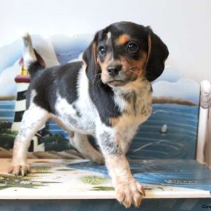 Beagle Mix