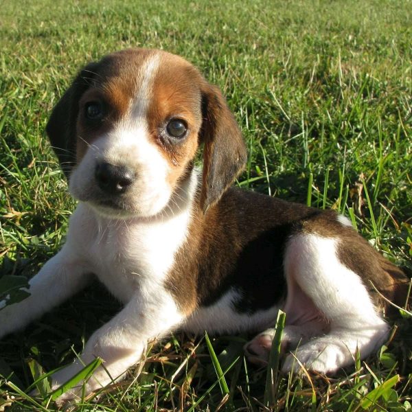 Beagle Mix