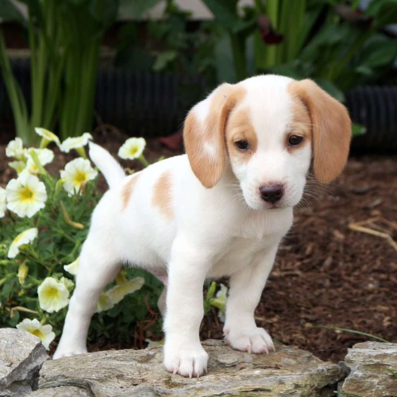 Beagle Mix Puppies For Sale | Greenfield Puppies