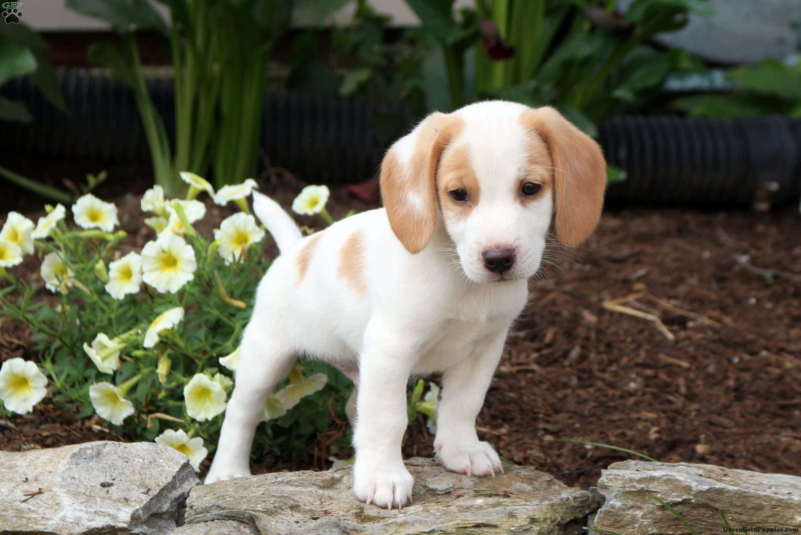 black pitbull beagle mix