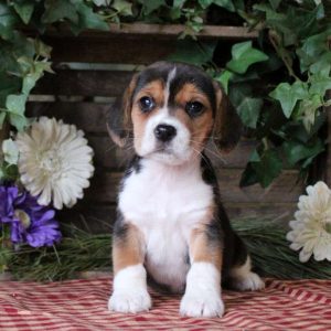 Beagle