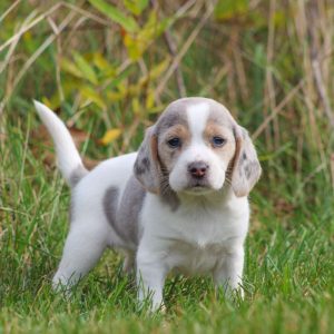 Beagle