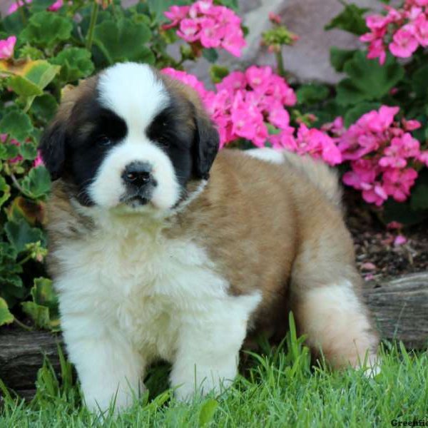 Saint Bernard Puppy