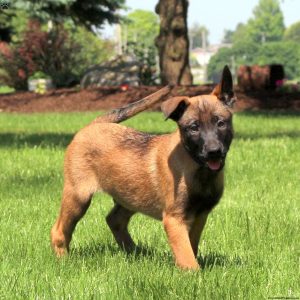 Belgian Malinois