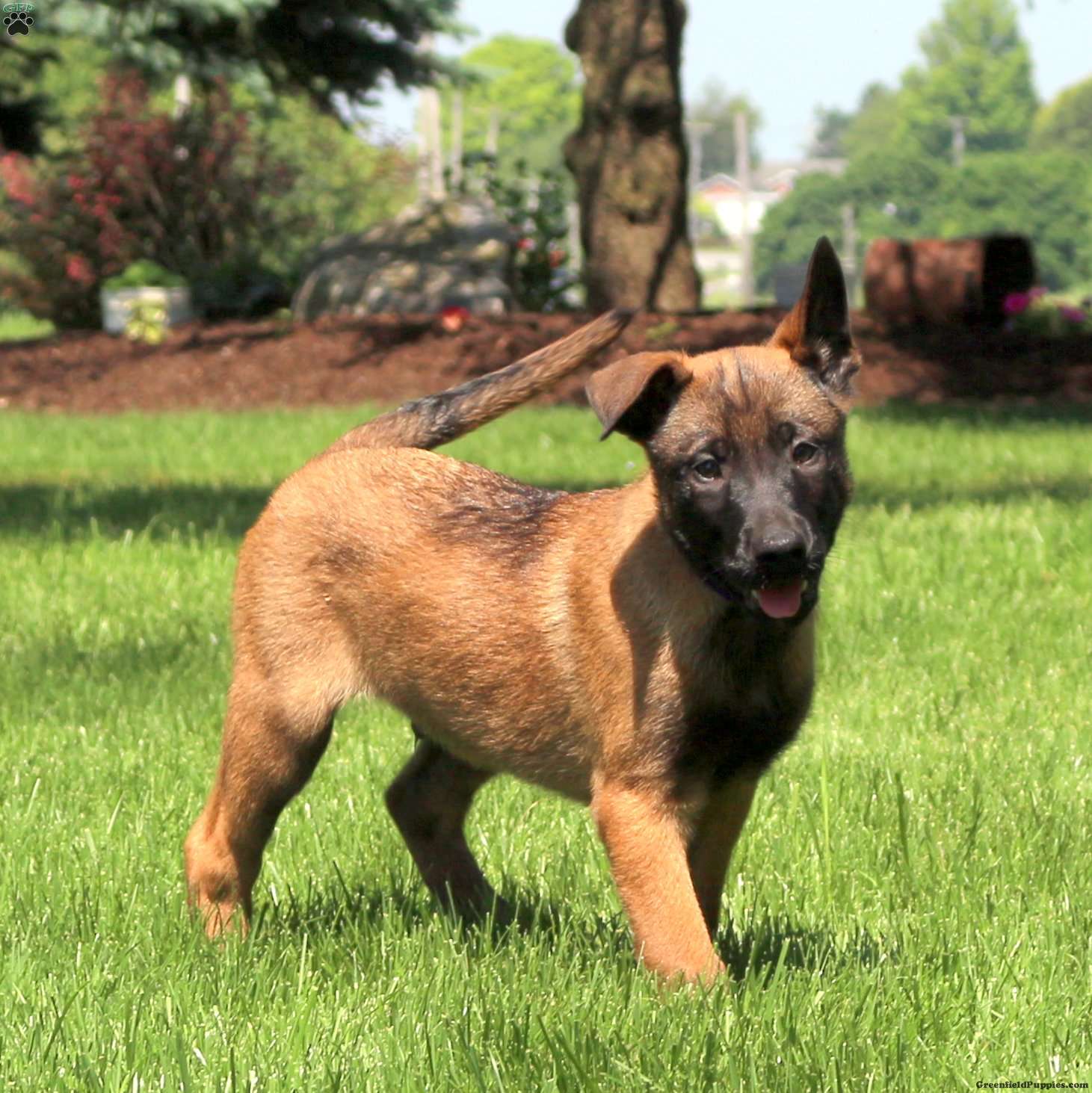 Belgian malinois green shops dogs for